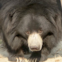 Pinky, the Sloth Bear at Agra Bear Sanctuary in India.