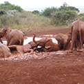 David Sheldrick orphaned elephants Kenya.