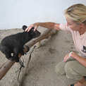 Ro London, Asiatic Black bear cub at Kuang Xi Bear Rehabilitation Centre in Laos during 