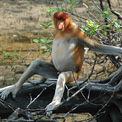 Proboscis Monkey Bako National Park Borneo.