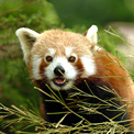 Red Panda, Yele Nature Reserve, Sichuan, China.