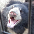 Sloth Bear at Bannerghatta Bear Sanctuary saying hello at his food truck!
