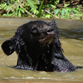 Asiatic Black Bear enjoying a swim!