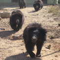 Ro London. Sloth Bears at Bannerghatta Bear Sanctuary.